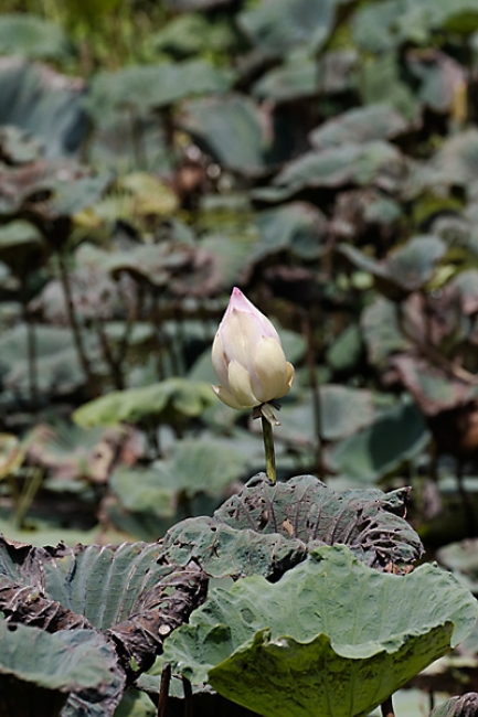 66-Prasat Nang Ram-028